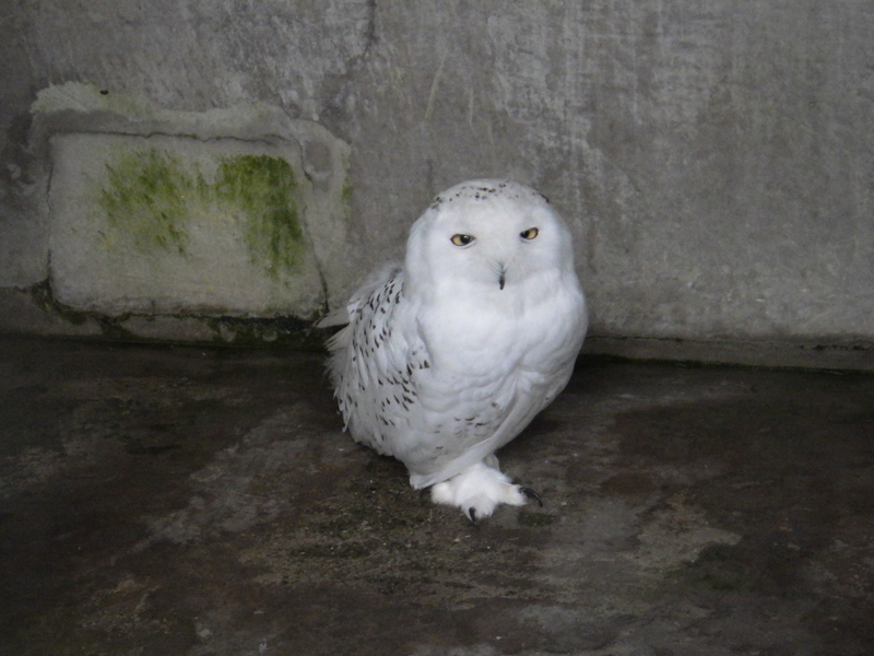 f:id:wandercspot:20200717152621j:plain f:id:wandercspot:20200717152621j:plain