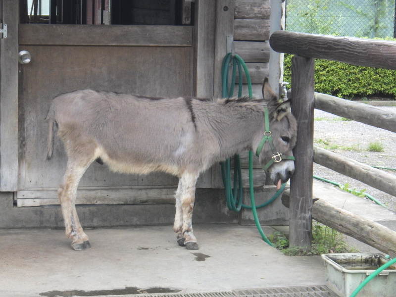 f:id:wandercspot:20200717152651j:plain f:id:wandercspot:20200717152651j:plain