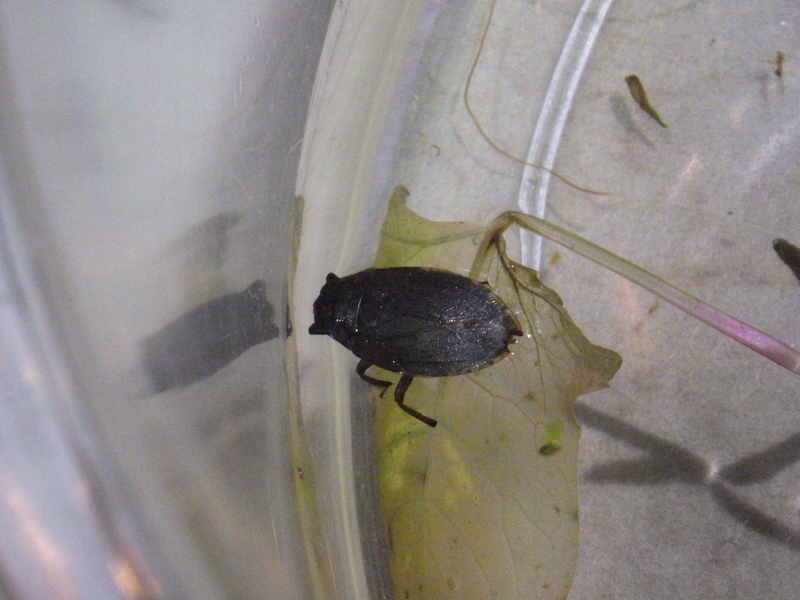 f:id:wandercspot:20200717153313j:plain f:id:wandercspot:20200717153313j:plain