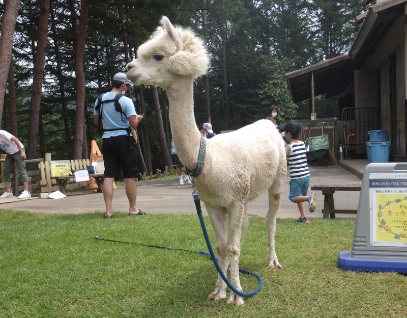 f:id:wandercspot:20200813233035j:plain f:id:wandercspot:20200813233035j:plain