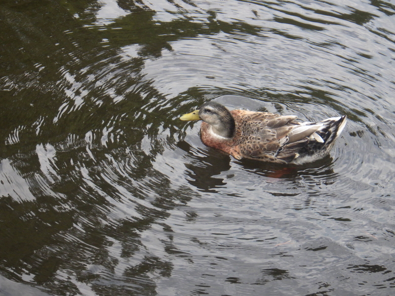 f:id:wandercspot:20200813233513j:plain f:id:wandercspot:20200813233513j:plain