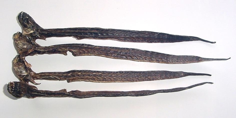 f:id:wandercspot:20211102122350j:plain