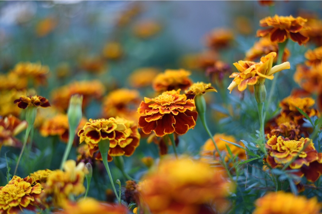 f:id:wanderful-life:20151005184931j:image f:id:wanderful-life:20151005184931j:image