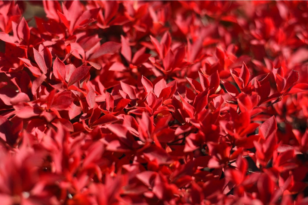 f:id:wanderful-life:20151203230616j:image f:id:wanderful-life:20151203230616j:image