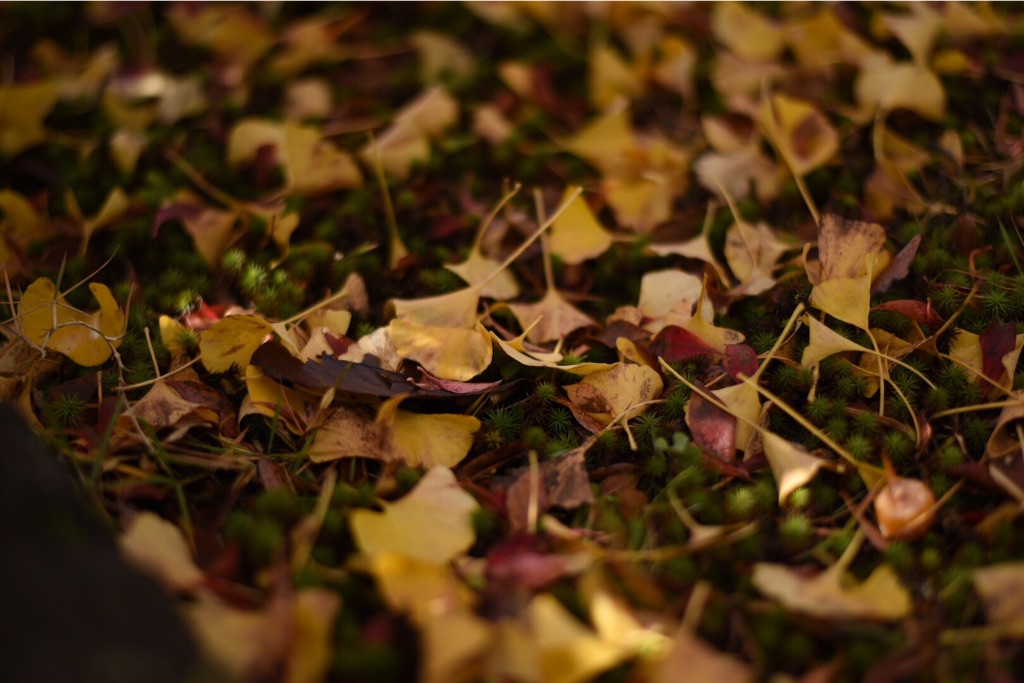 f:id:wanderful-life:20151203230632j:image f:id:wanderful-life:20151203230632j:image