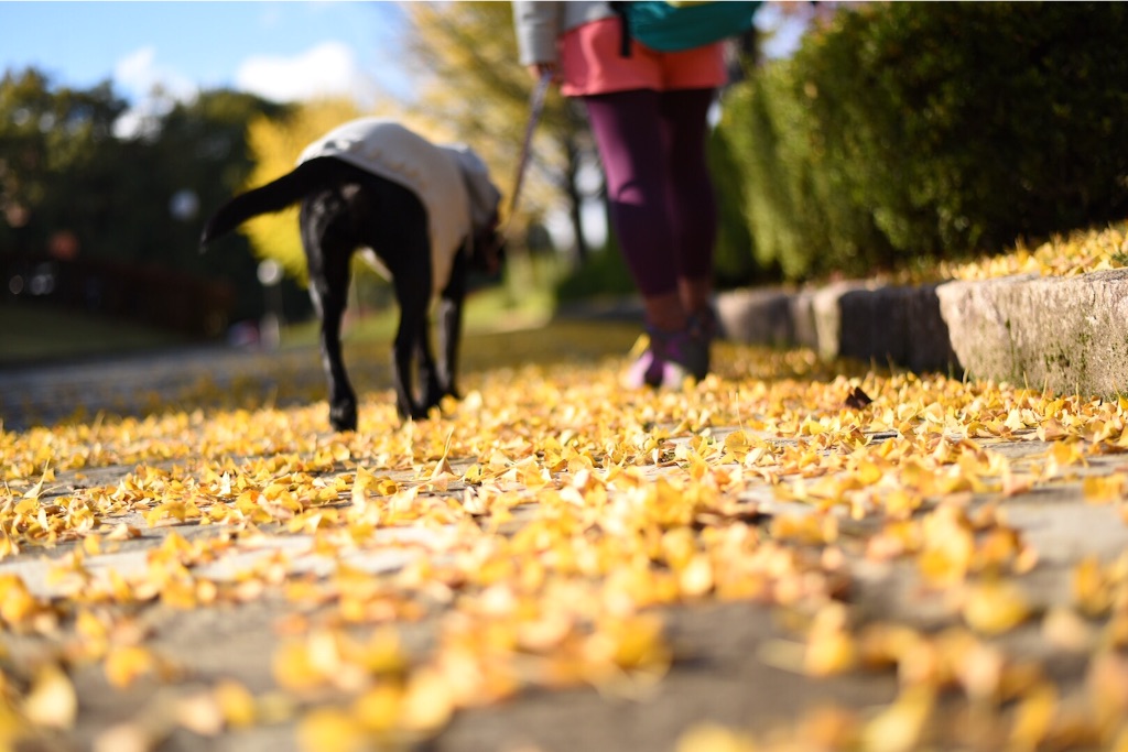 f:id:wanderful-life:20151203230644j:image f:id:wanderful-life:20151203230644j:image