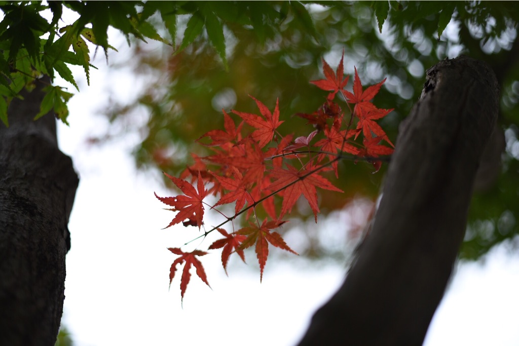 f:id:wanderful-life:20151203230720j:image f:id:wanderful-life:20151203230720j:image