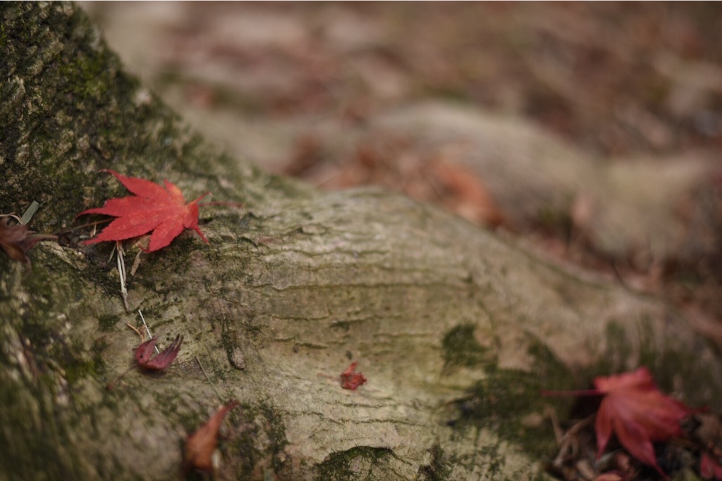 f:id:wanderful-life:20151203230731j:image f:id:wanderful-life:20151203230731j:image