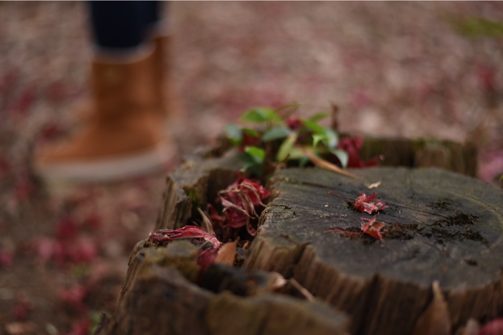 f:id:wanderful-life:20151203230743j:image f:id:wanderful-life:20151203230743j:image