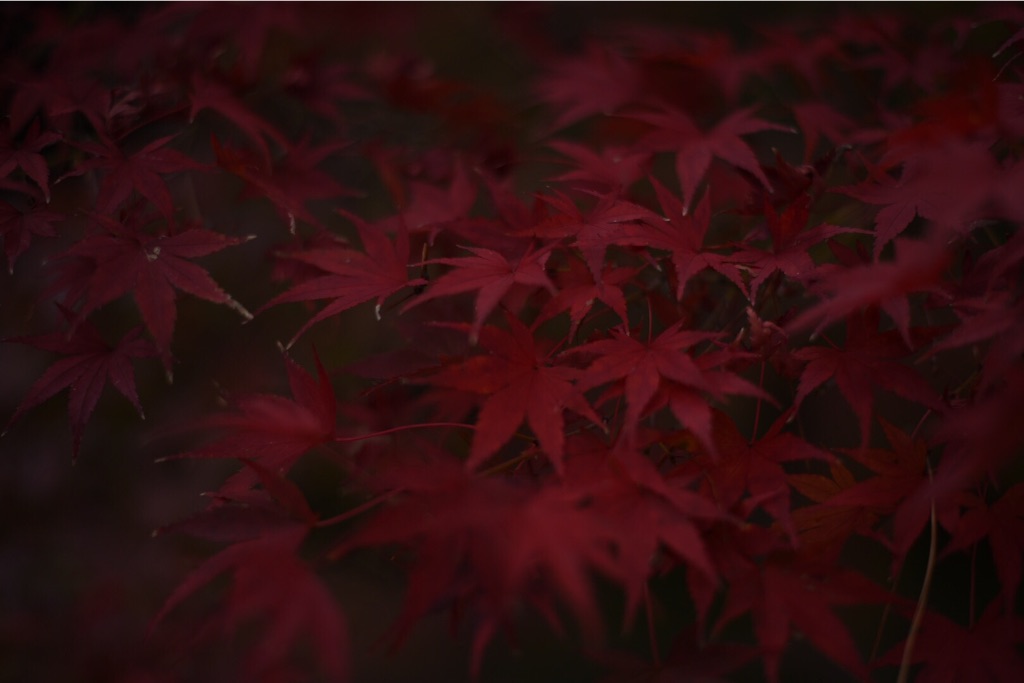 f:id:wanderful-life:20151203230801j:image f:id:wanderful-life:20151203230801j:image