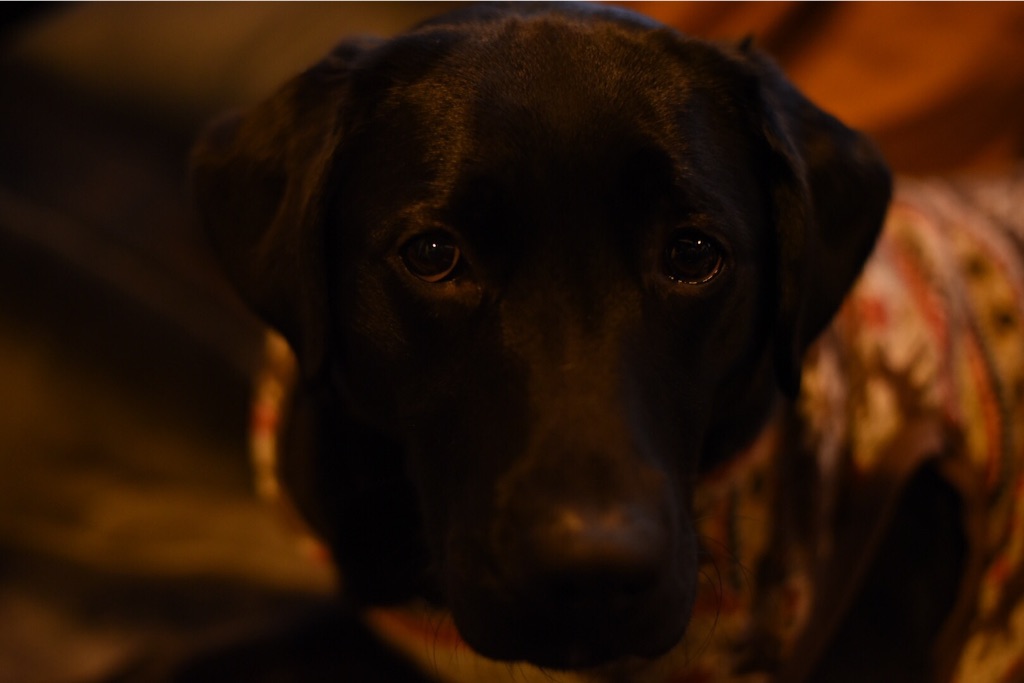 f:id:wanderful-life:20151212220318j:image f:id:wanderful-life:20151212220318j:image