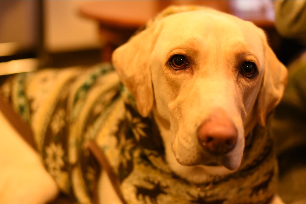f:id:wanderful-life:20151212221301j:image f:id:wanderful-life:20151212221301j:image