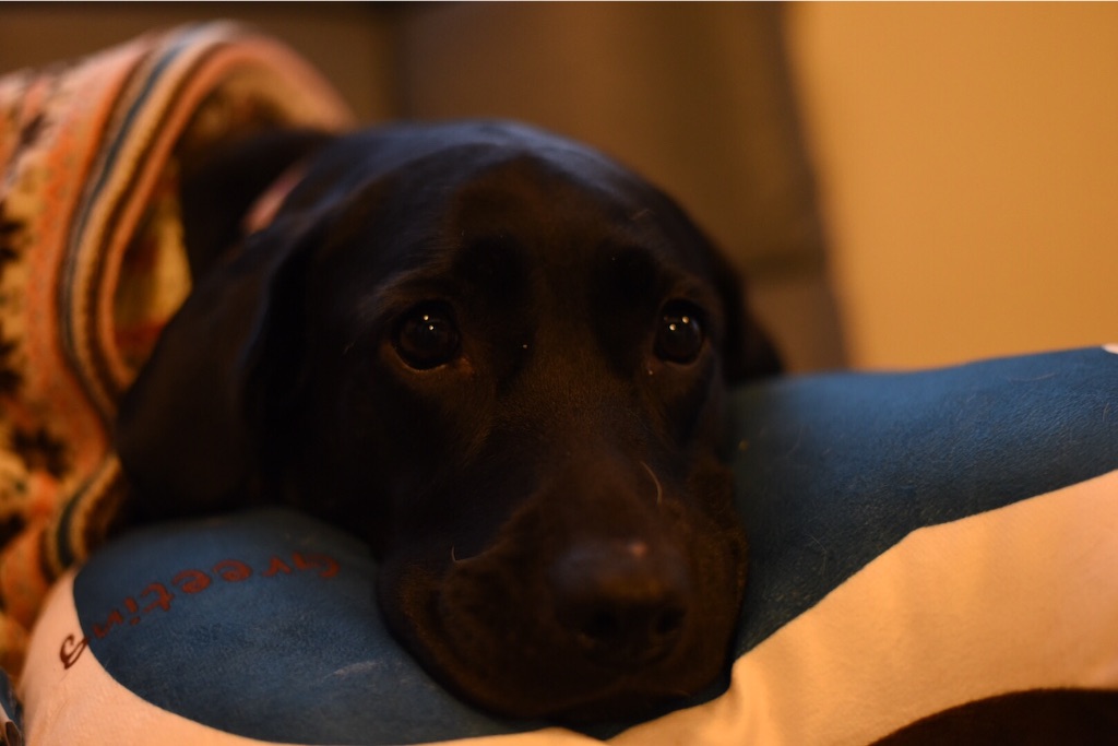 f:id:wanderful-life:20151212221510j:image f:id:wanderful-life:20151212221510j:image