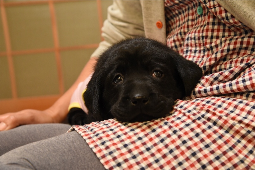 f:id:wanderful-life:20151226221613j:image f:id:wanderful-life:20151226221613j:image
