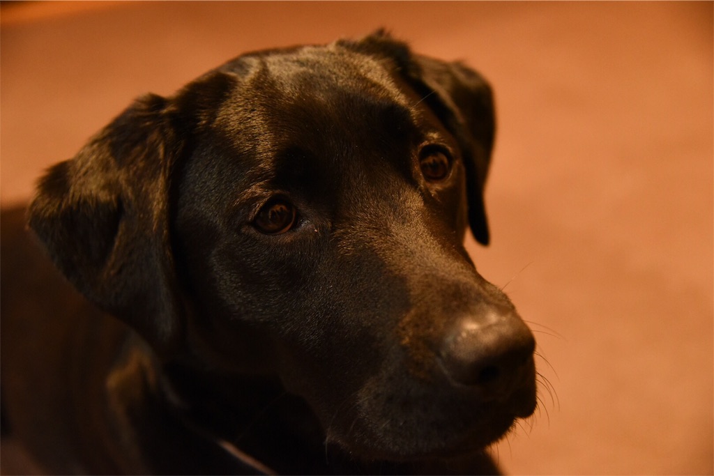 f:id:wanderful-life:20151226225018j:image f:id:wanderful-life:20151226225018j:image