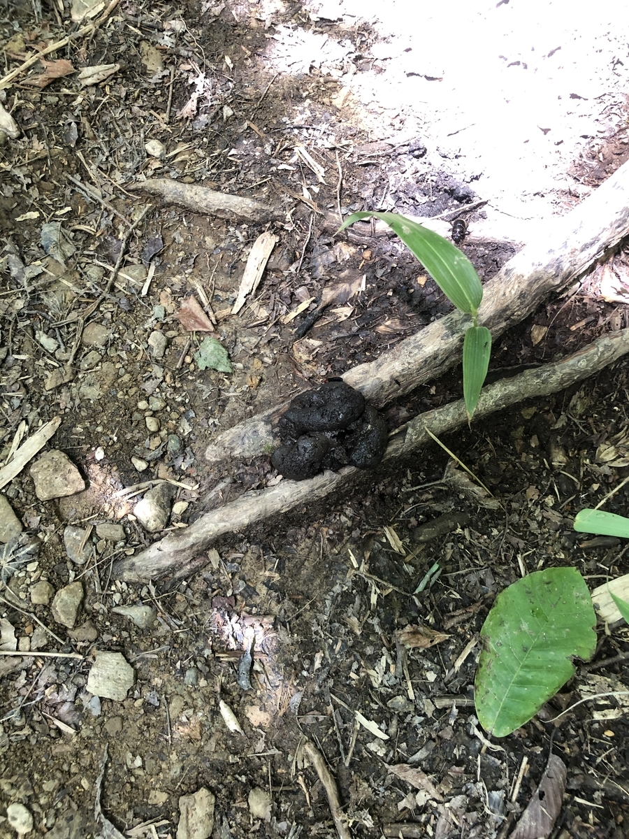 f:id:wanderlust_journal:20201128213449j:plain