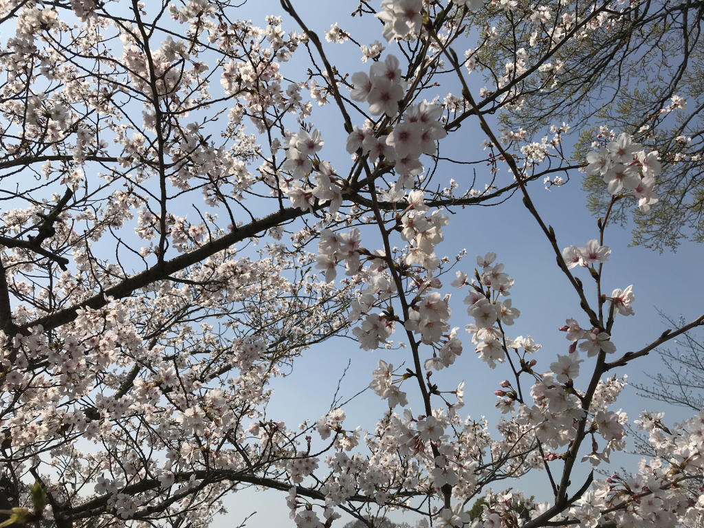 f:id:wanichan:20180328113245p:plain