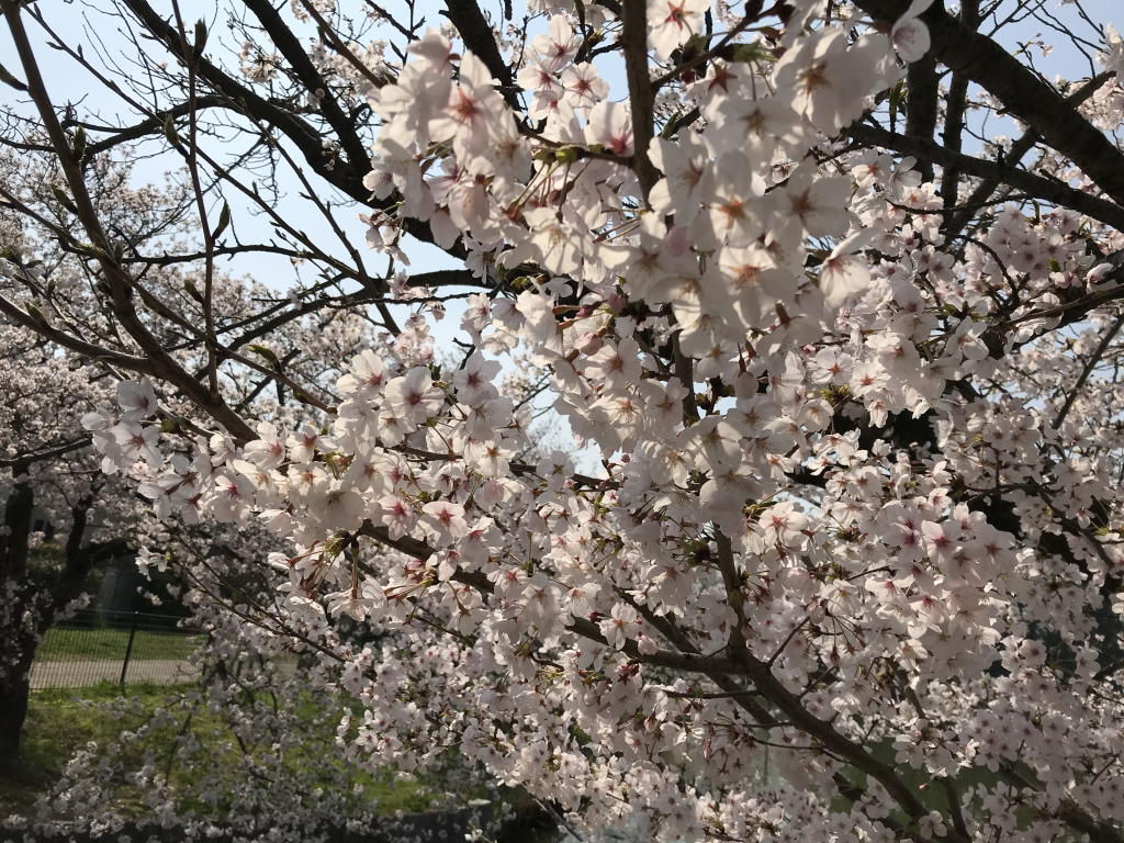 f:id:wanichan:20180328113312p:plain