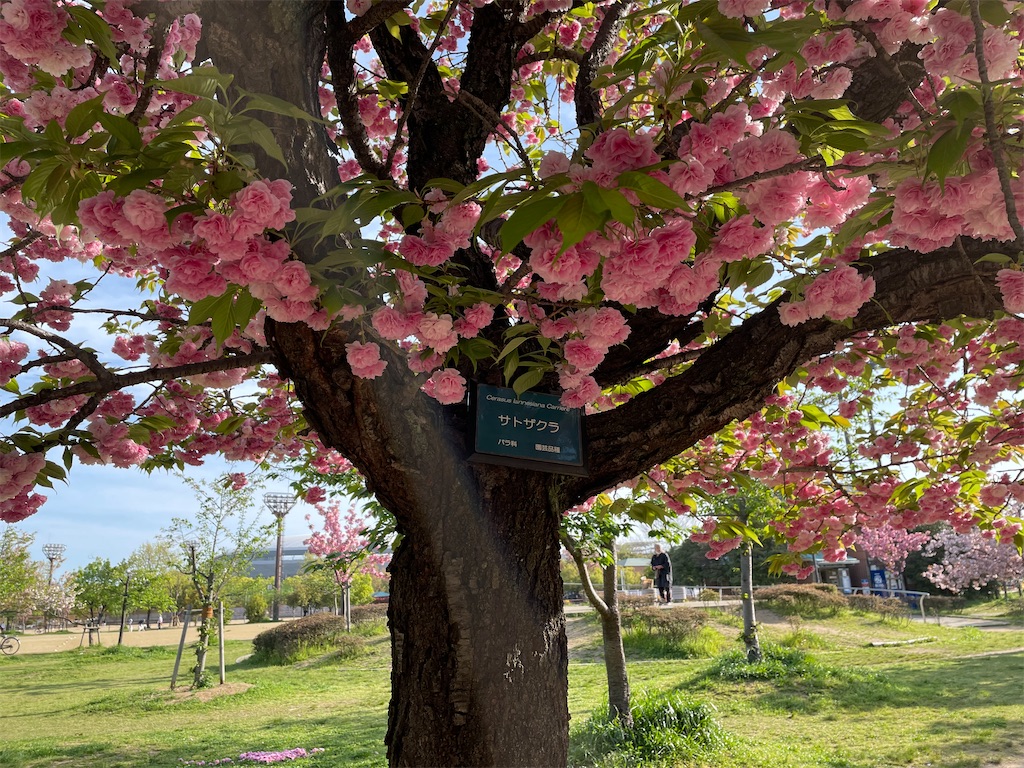 f:id:wanichan:20220417123041j:plain