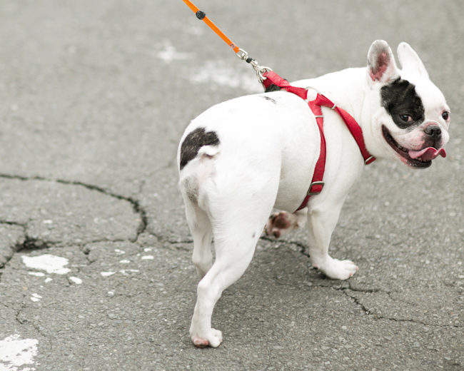 f:id:waniwanio:20160808125713j:plain