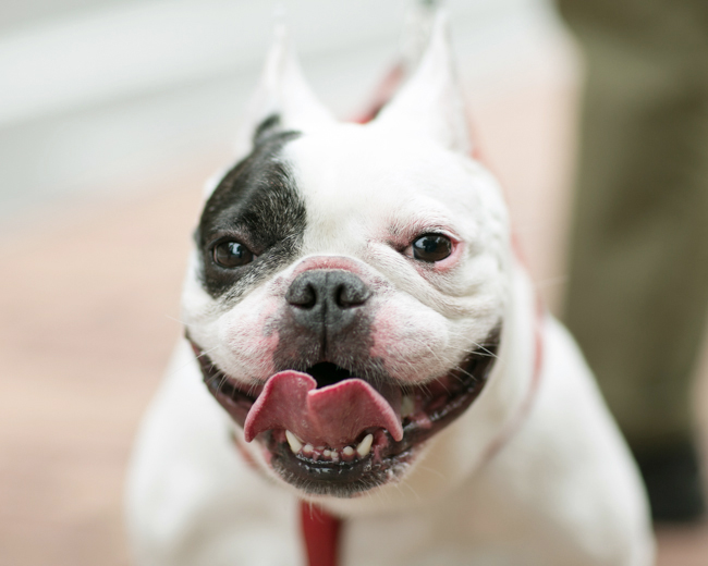 f:id:waniwanio:20160815210141j:plain