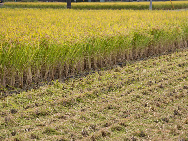 f:id:waniwanio:20171010125721j:plain f:id:waniwanio:20171010125721j:plain