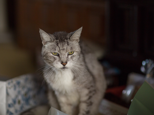 f:id:waniwanio:20171010131227j:plain f:id:waniwanio:20171010131227j:plain