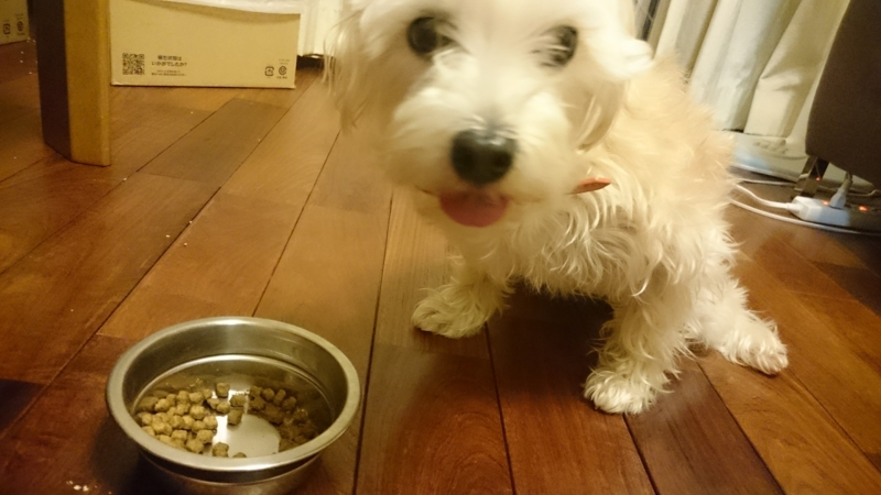 犬が実食レポート