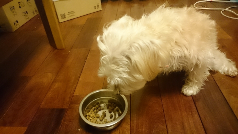 犬が実食レポート