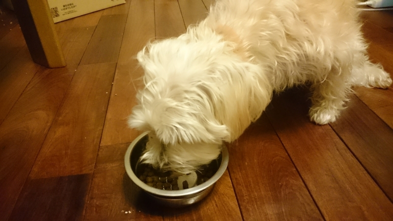 犬が実食レポート