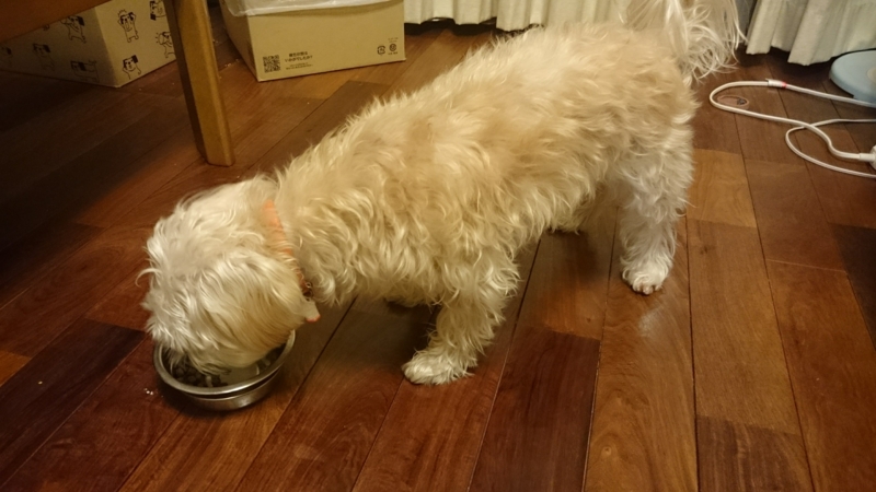犬が実食レポート