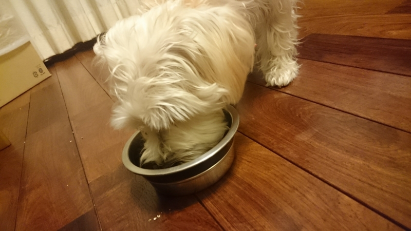 犬が実食レポート