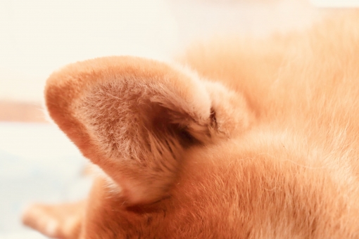 f:id:wankooyatu:20190905053211j:plain f:id:wankooyatu:20190905053211j:plain