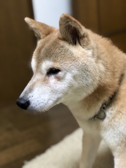 f:id:wankooyatu:20190918054554j:plain f:id:wankooyatu:20190918054554j:plain