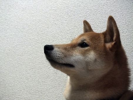 f:id:wankooyatu:20190918054950j:plain f:id:wankooyatu:20190918054950j:plain