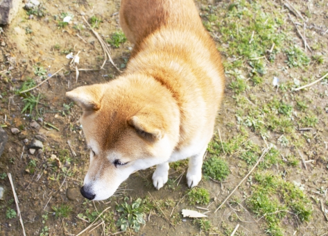 f:id:wankooyatu:20190922211449j:plain f:id:wankooyatu:20190922211449j:plain