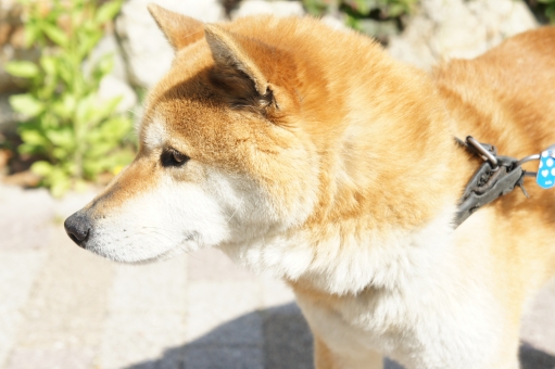 f:id:wankooyatu:20190922211524j:plain f:id:wankooyatu:20190922211524j:plain