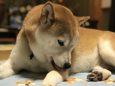 f:id:wankooyatu:20191123081553j:plain f:id:wankooyatu:20191123081553j:plain