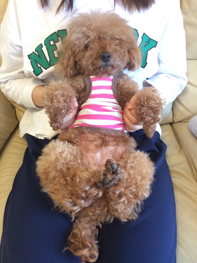 一日10分 世界一簡単なトイプードル子犬の甘噛みを止めさせる躾方法 入門用 トイプードル犬を飼うなら知っておくべきこと
