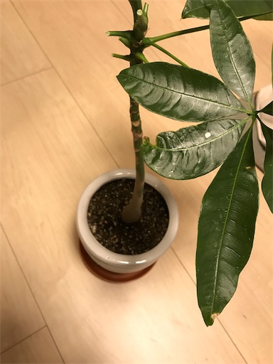 f:id:wankorokun:20181208205738j:image