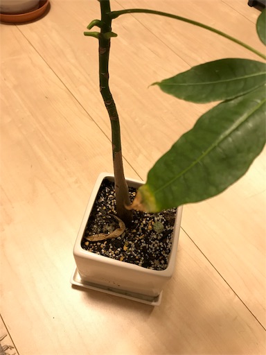 f:id:wankorokun:20181208205741j:image