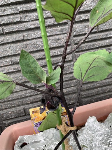 f:id:wankorokun:20190520085226j:image