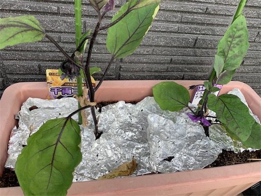 f:id:wankorokun:20190520085232j:image