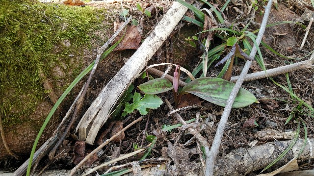 f:id:wanpaku-yaseiji:20190525161133j:image