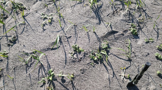 f:id:wanpaku-yaseiji:20190528020242j:image