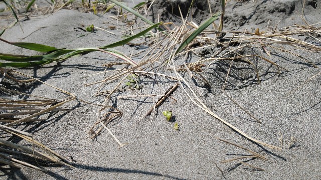 f:id:wanpaku-yaseiji:20190528020543j:image