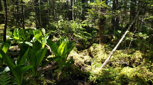 f:id:wanpaku-yaseiji:20190607230557j:image f:id:wanpaku-yaseiji:20190607230557j:image