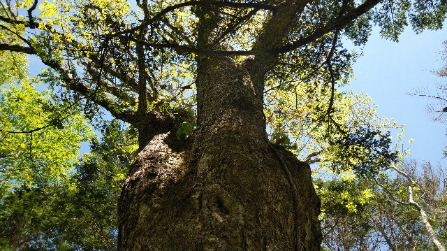 f:id:wanpaku-yaseiji:20190607230933j:image f:id:wanpaku-yaseiji:20190607230933j:image