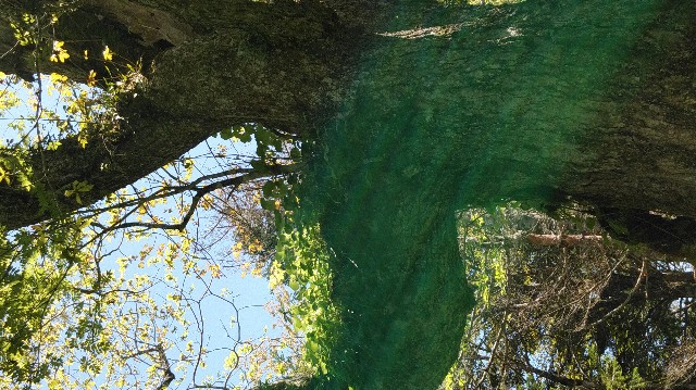 f:id:wanpaku-yaseiji:20190607231111j:image f:id:wanpaku-yaseiji:20190607231111j:image