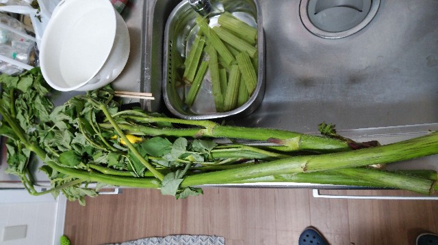 f:id:wanpaku-yaseiji:20190609031219j:image f:id:wanpaku-yaseiji:20190609031219j:image
